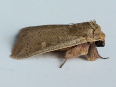 Leucania pseudargyria