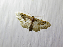 Idaea mustelata
