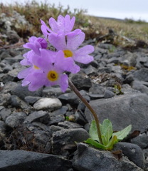 Primula laurentiana
