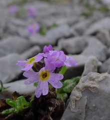Primula laurentiana