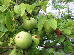 Pseudocydonia sinensis