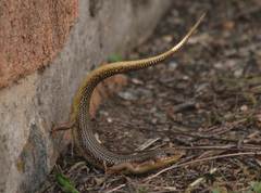 Plestiodon obsoletus