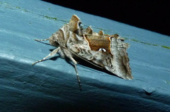 Syngrapha microgamma