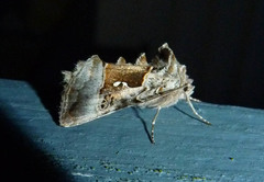 Syngrapha microgamma