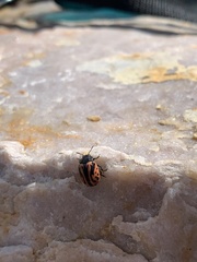 Calligrapha sigmoidea