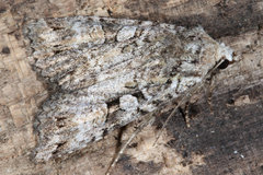Anaplectoides prasina