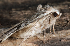 Anaplectoides prasina