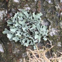 Hypotrachyna sinuosa