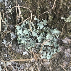 Hypotrachyna sinuosa