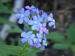 Hackelia velutina