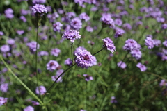 Glandularia lilacina