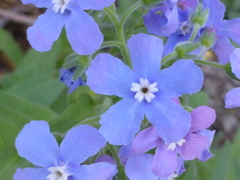 Hackelia velutina