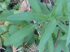 Hackelia velutina