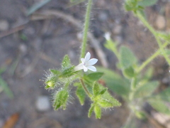 Allophyllum integrifolium