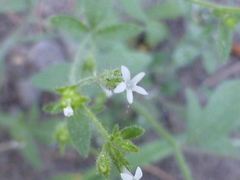 Allophyllum integrifolium