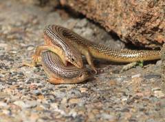 Plestiodon obsoletus