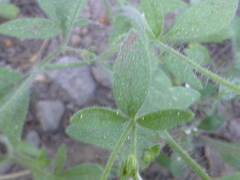 Allophyllum integrifolium