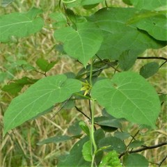 Gonolobus suberosus