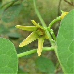 Gonolobus suberosus