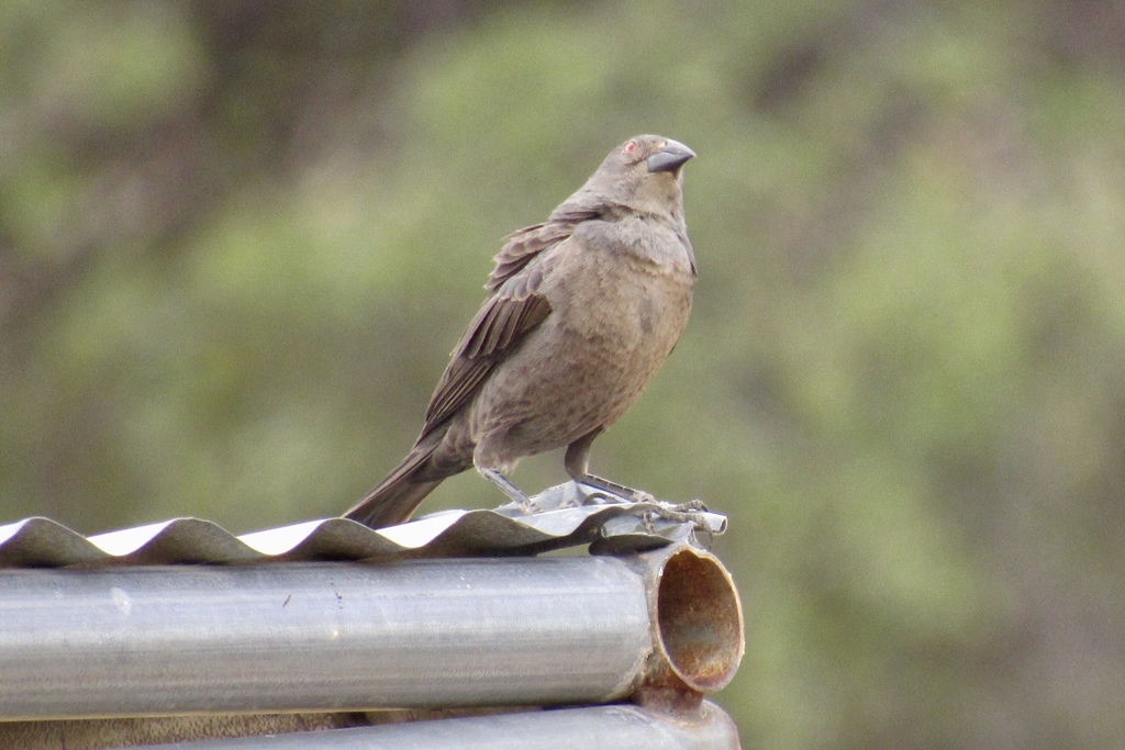 Bronzed Cowbird