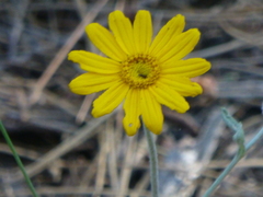 Eriophyllum lanatum achilleoides