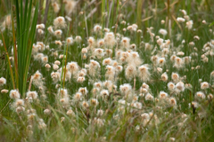 Eriophorum chamissonis