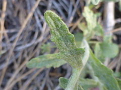 Eriophyllum lanatum achilleoides