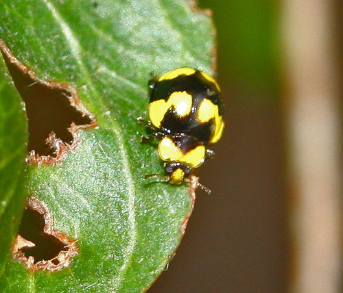 Fungus-eating ladybird photo 4