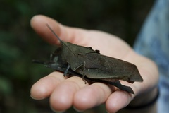 Colpolopha latipennis