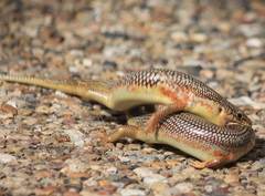 Plestiodon obsoletus