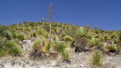 Dasylirion miquihuanense