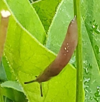 Marsh Slug
