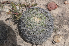 Coryphantha retusa
