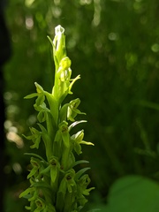 Platanthera aquilonis