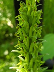 Platanthera aquilonis