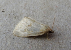 Protodeltote albidula