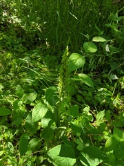Platanthera aquilonis