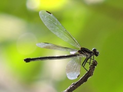 Bayadera brevicauda