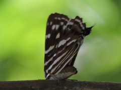 Dodona formosana