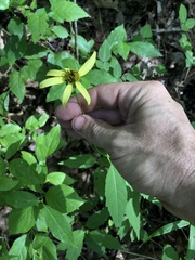 Heliopsis gracilis