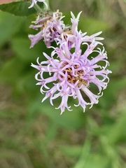 Vernonia texana