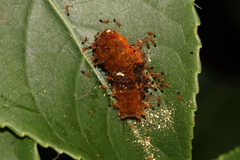 Eterusia aedea formosana