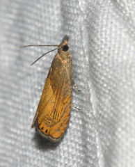 Dichrorampha bittana