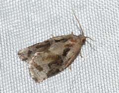 Archips grisea