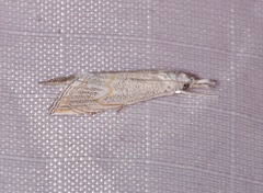 Haimbachia squamulellus