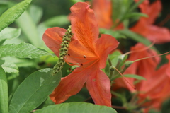 Rhododendron japonicum
