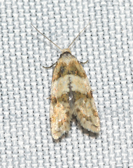 Aethes argentilimitana
