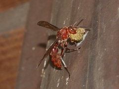 Polistes tenebricosus