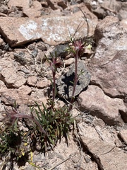 Ipomopsis spicata tridactyla