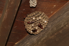 Polistes tenebricosus